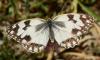 Melanargia lachesis